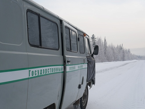 Лесной дозор